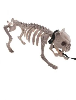 Skelet Hond